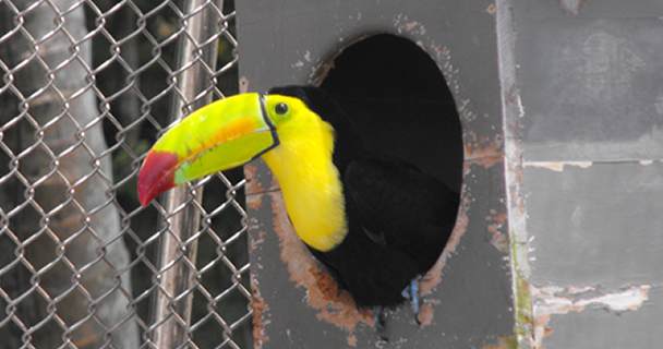 Nuevos habitantes en el Parque del Bicentenario