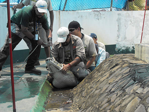 Realizan curso para manejo de cocodrilos en el Parque del Bicentenario