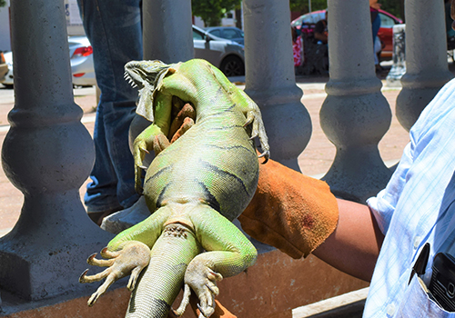 Fauna silvestre del paseo ribereño recibe tratamiento especializado