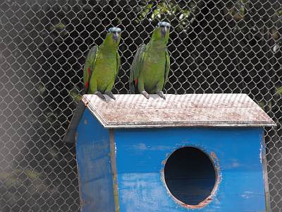 Nuevos habitantes en el Parque del Bicentenario